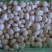 双孢菇一级4cm