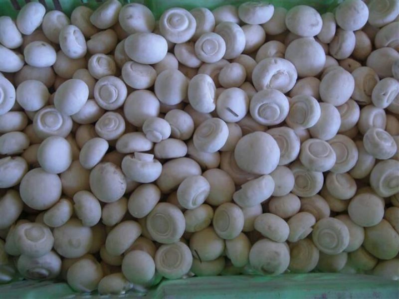 双孢菇一级4cm