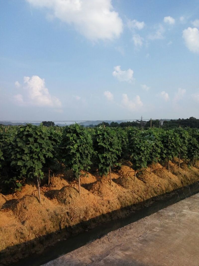 葛根无渣粉葛食材葛根菜葛
