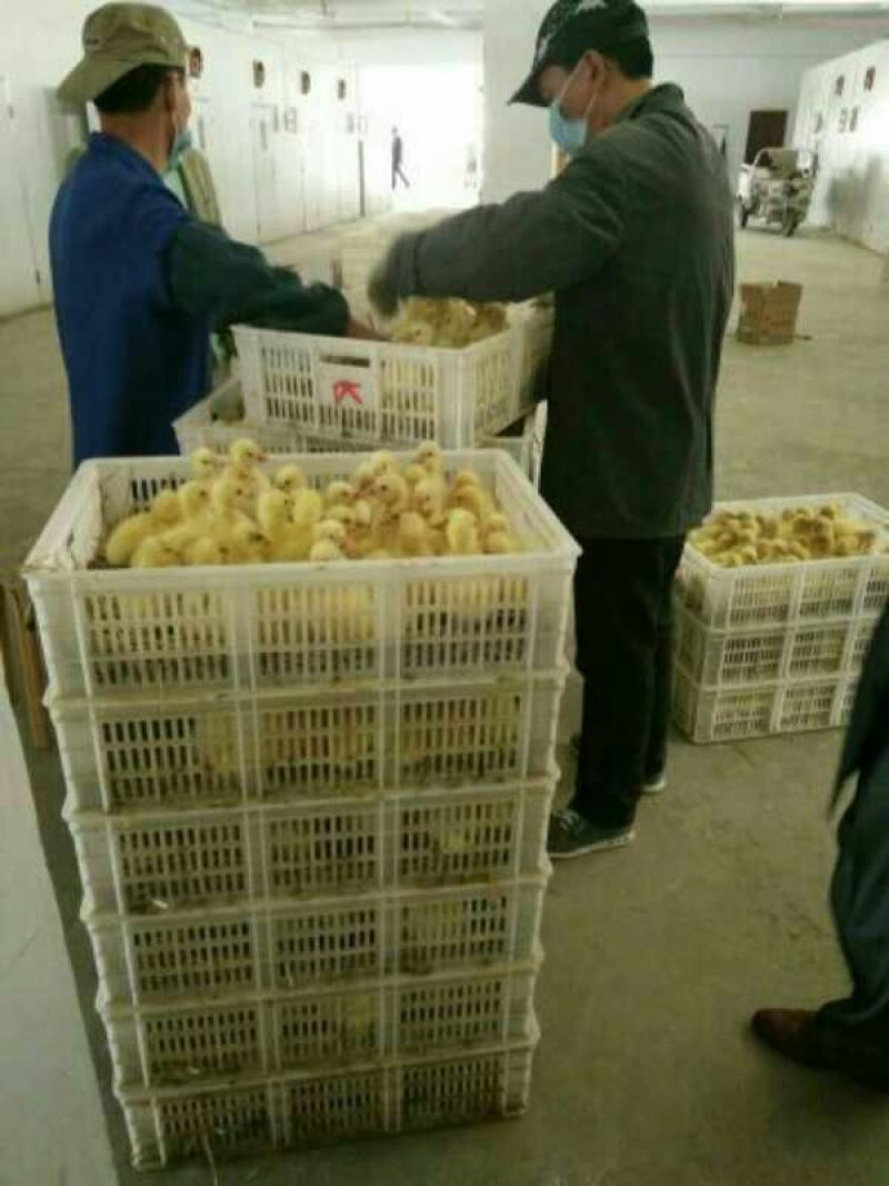 狮头鹅苗250g以下
