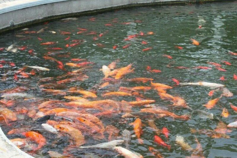 锦鲤