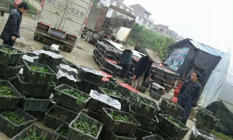 罗汉果苗