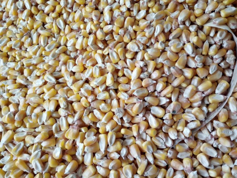 先玉335玉米14~16%