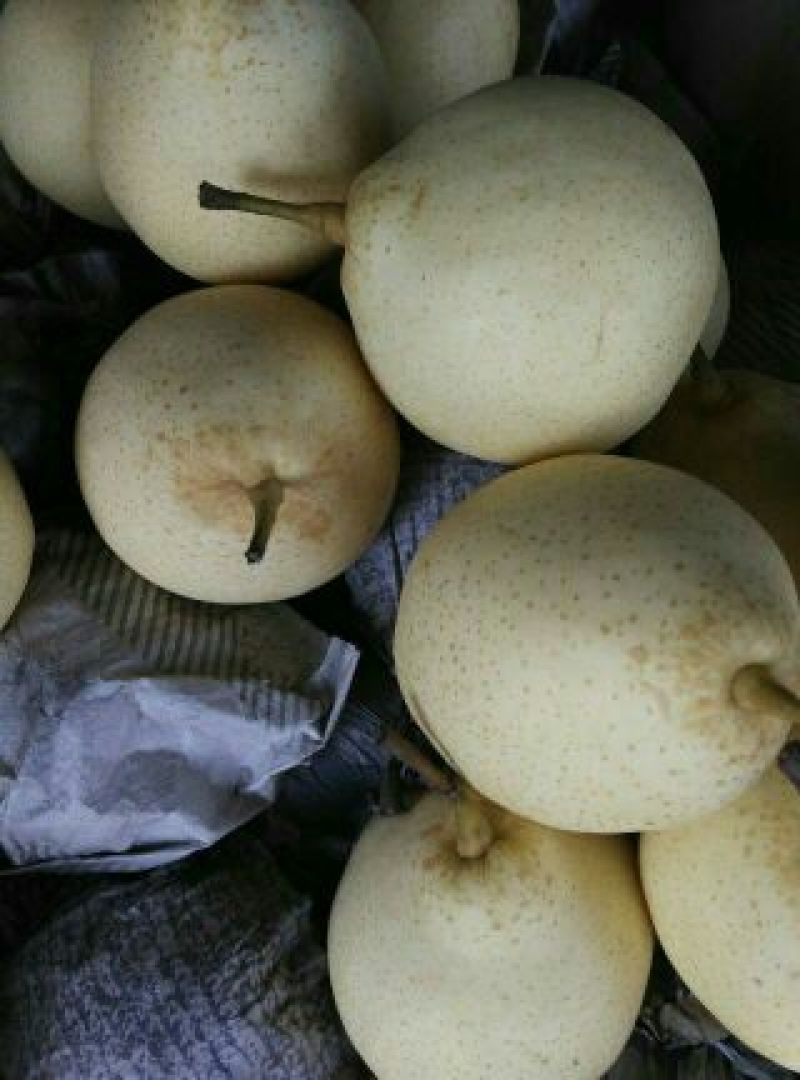 鸭梨