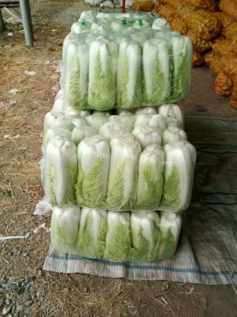 北京三号大白菜大量供应，价格低质量好