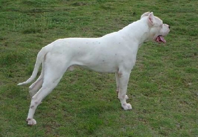 杜高犬公