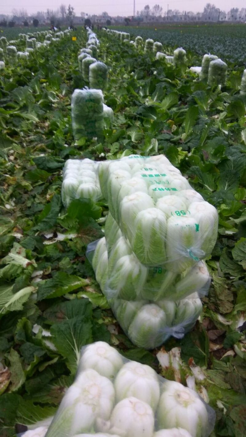 黄心大白菜，加工厂白菜，脱水白菜，蔬菜直销，精品包装