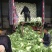 黄心白菜4~6斤