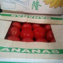 硬粉西红柿弧三以上硬粉