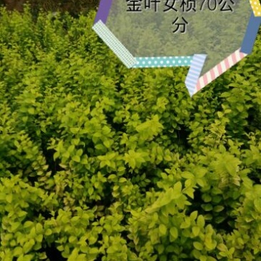 金叶女贞4cm以下