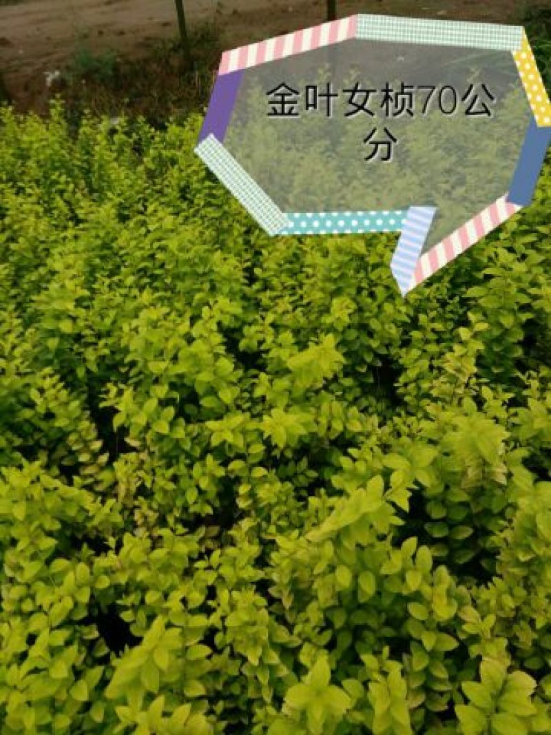 金叶女贞4cm以下