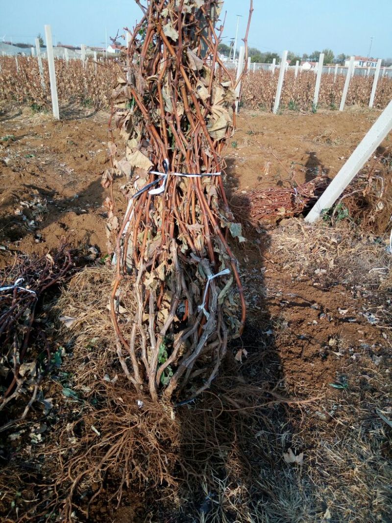 巨峰葡萄苗3年80~110cm