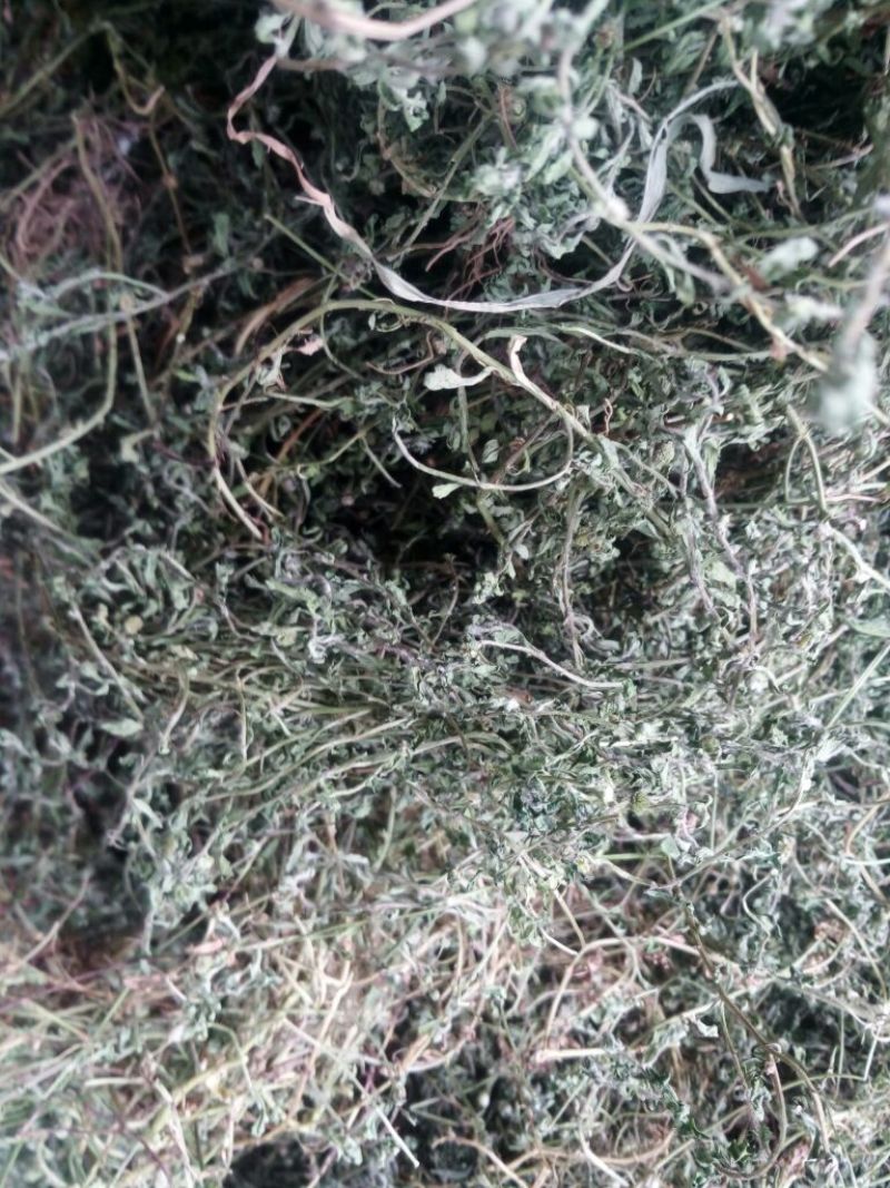 鹅不食草(手捡青无杂选货)