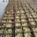 扬州白鹅鹅苗250g以下