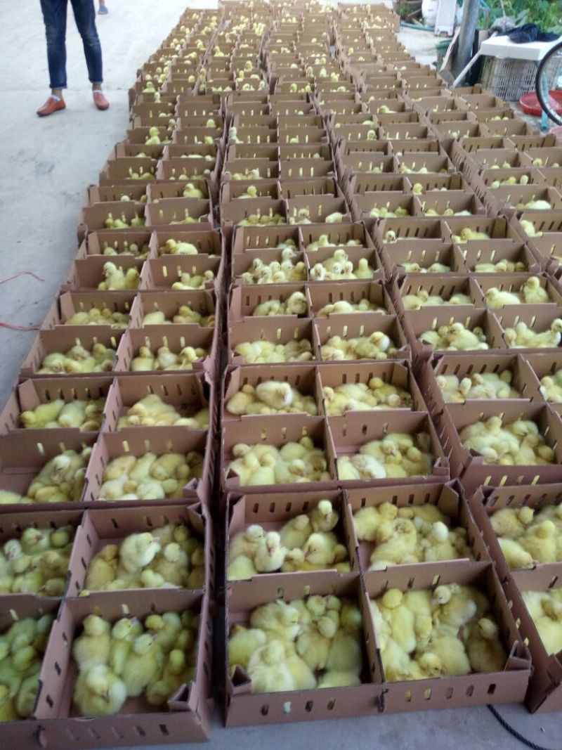 扬州白鹅鹅苗250g以下