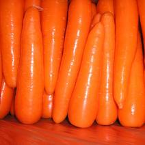 三红胡萝卜红3两以上15厘米以上带土