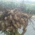 花生鲜货带壳沙土地免水洗