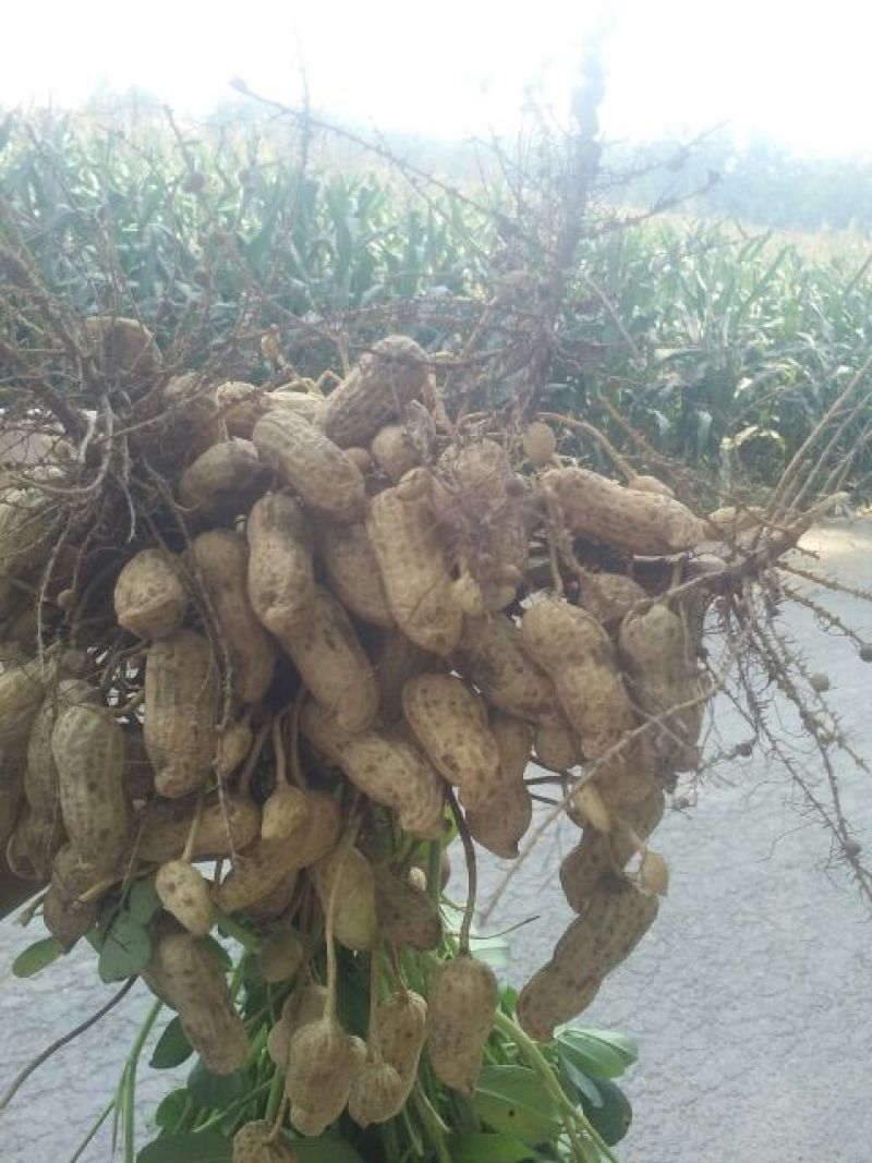 花生鲜货带壳沙土地免水洗