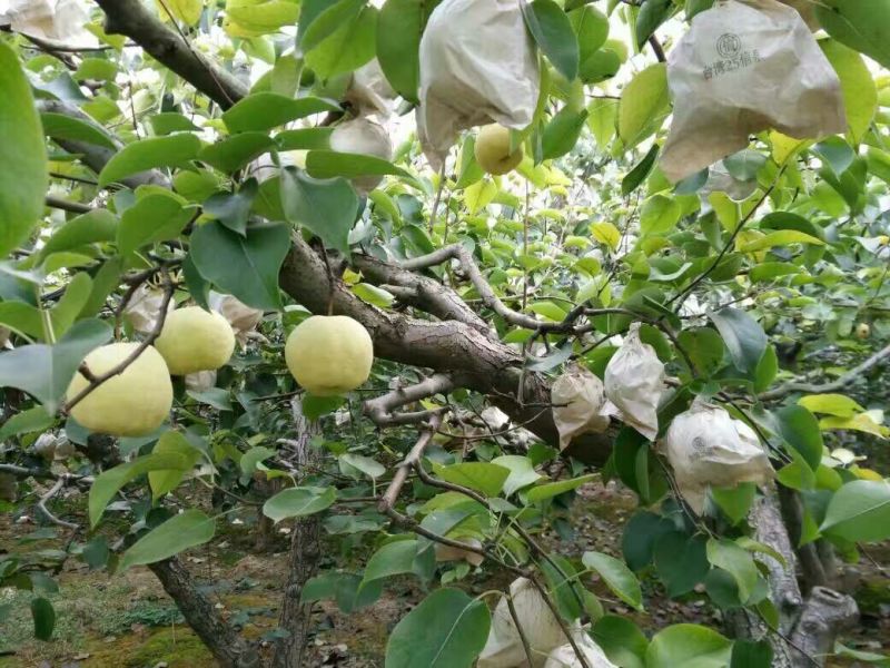 砀山梨200~250g纸袋