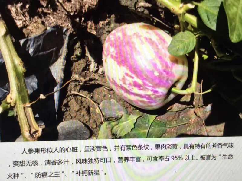 人参果4~5两以上