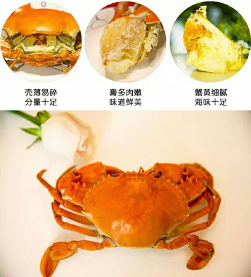 三门青蟹食用雌蟹