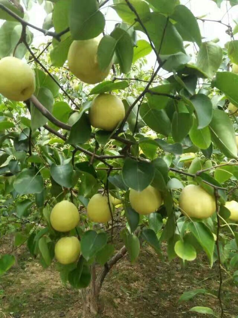 酥梨光果