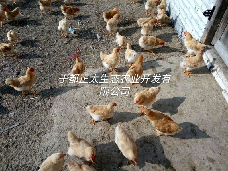 三黄鸡6~9月