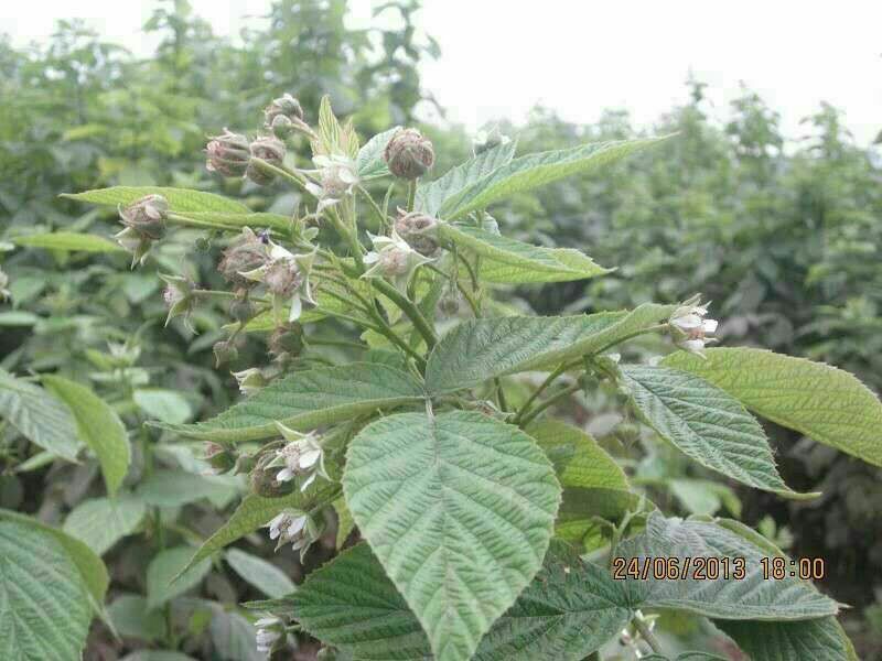 双季树莓苗10cm以下