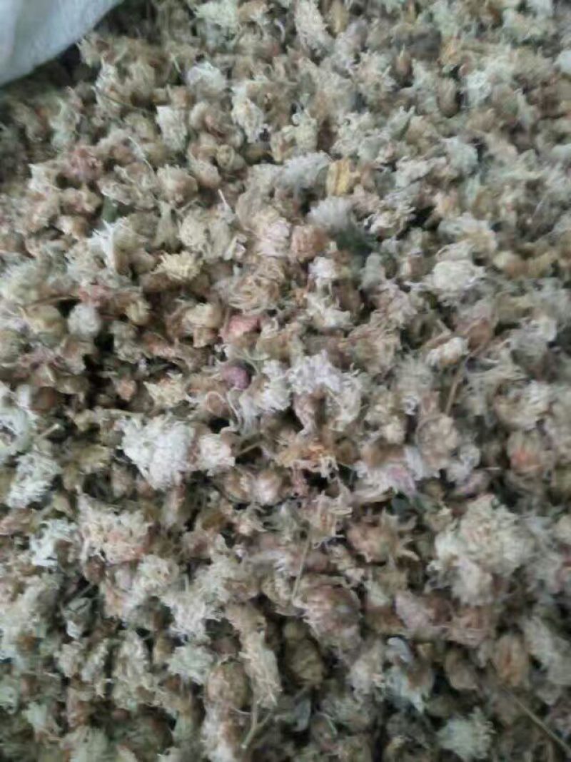 杭州白菊散装