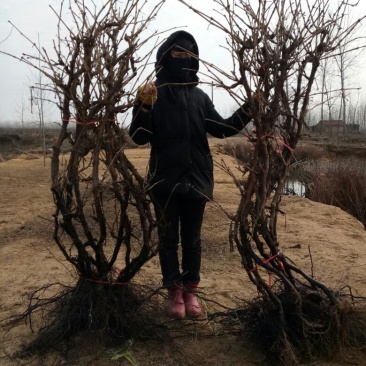 赤霞珠葡萄苗5年150~200cm