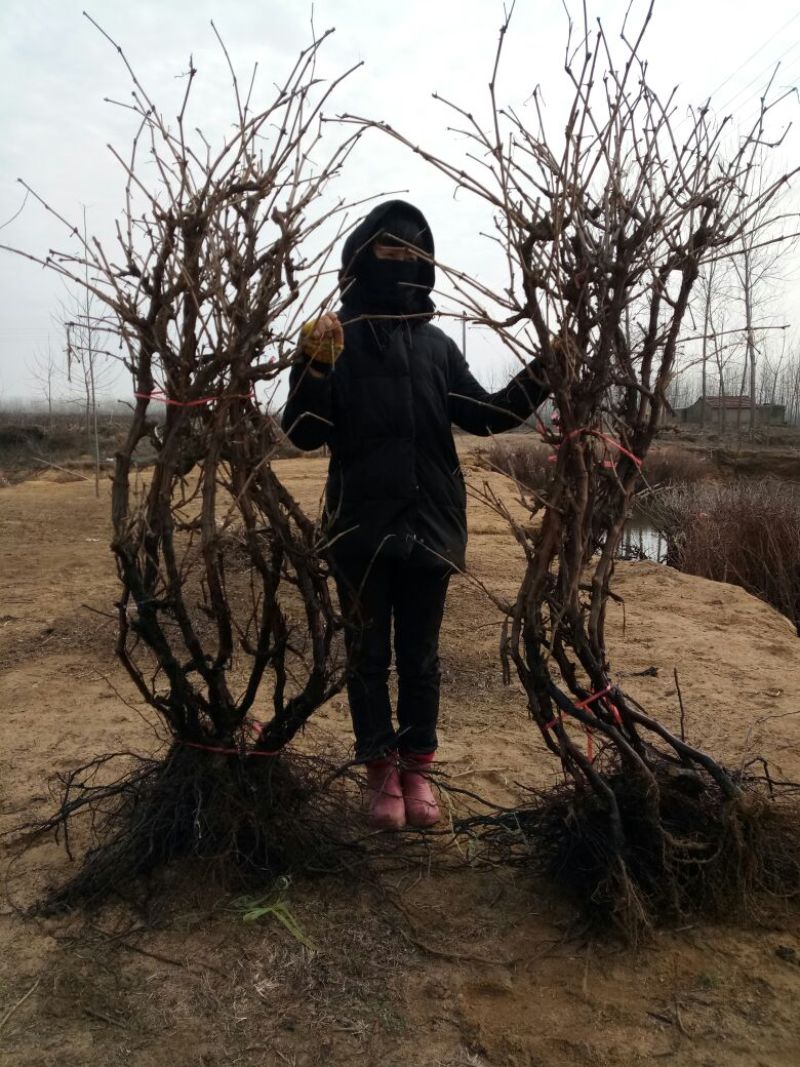 赤霞珠葡萄苗5年150~200cm