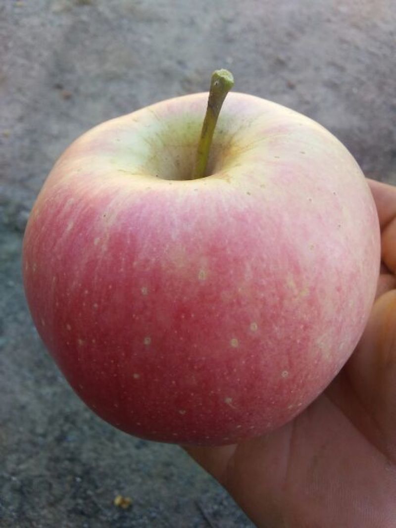 红星苹果75mm以上纸+膜袋