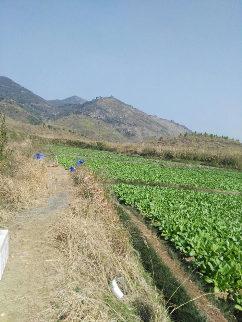 菜苔