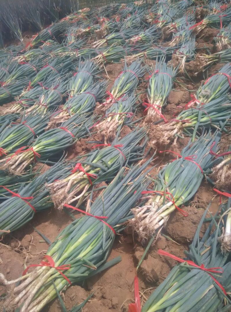 长白大葱25~30cm毛葱2cm左右