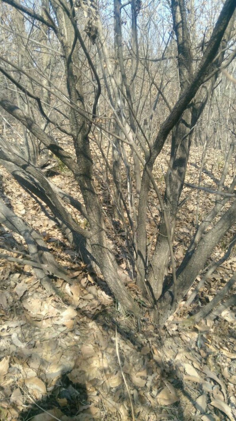 黄栌4~6cm2.5~3m