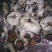 柿饼1~2两