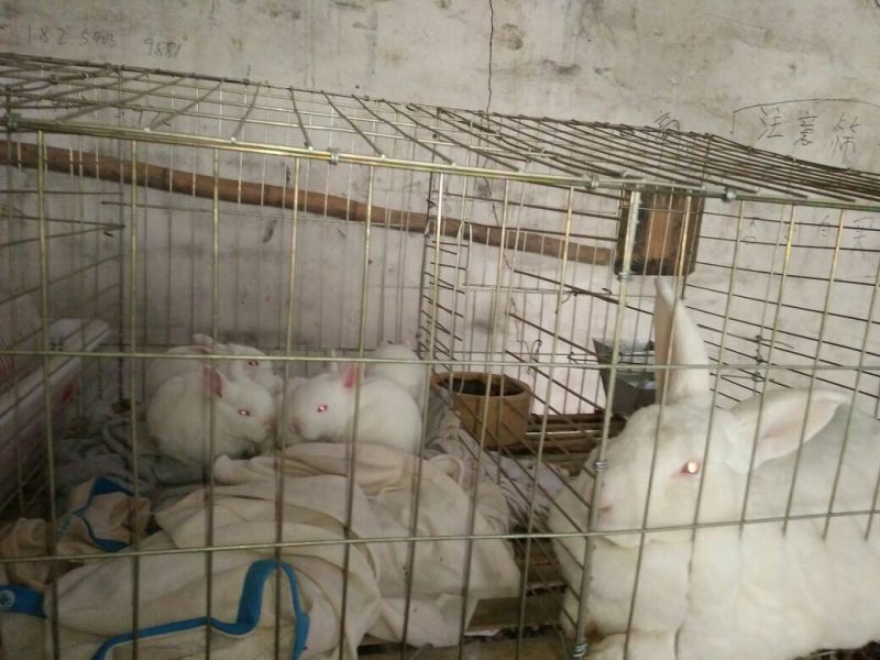 新美系獭兔伊拉兔
