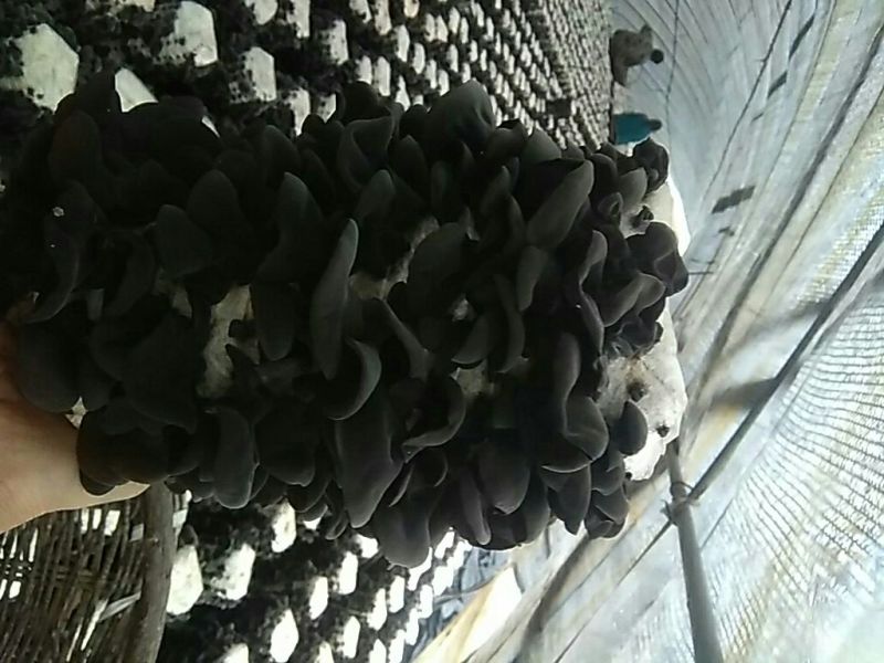 干木耳特级