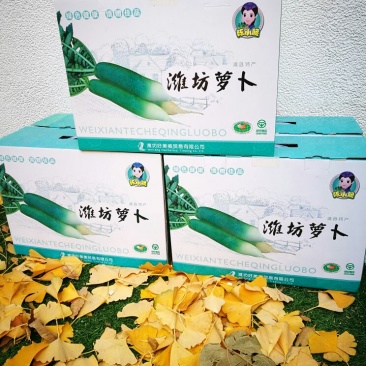 潍县青萝卜1~1.5斤起
