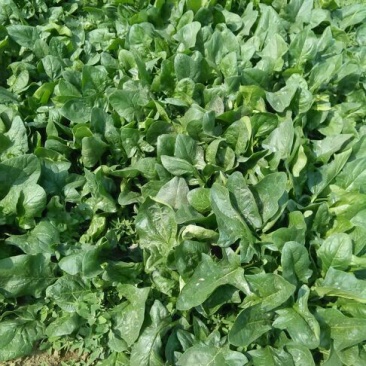 大叶菠菜15~20厘米