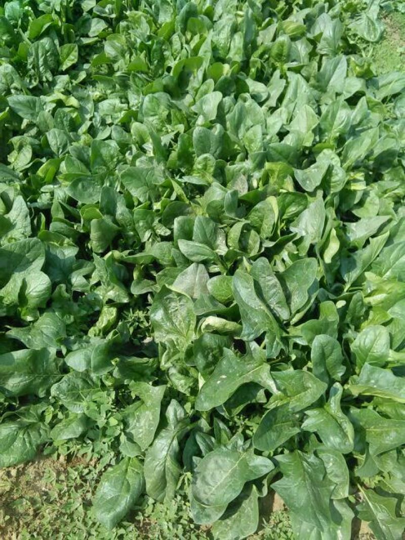 大叶菠菜15~20厘米
