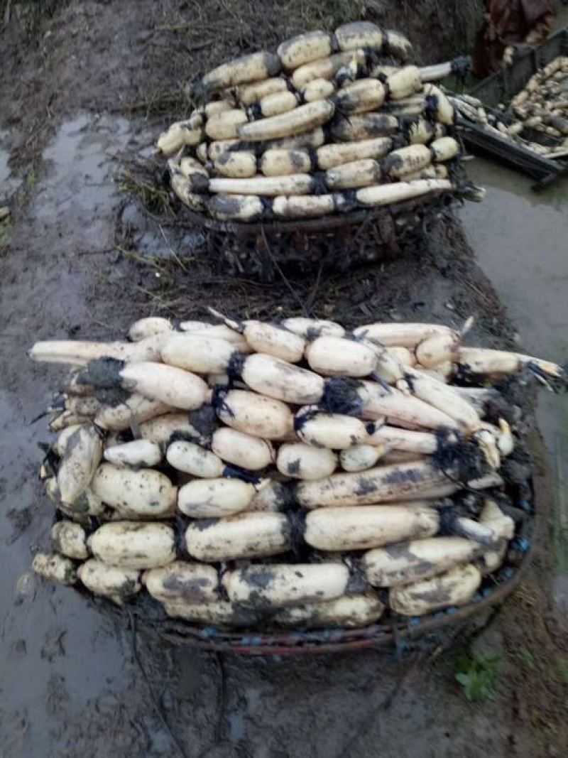【优选】莲藕产地湖北荆州洪湖市合作社供应质量保证