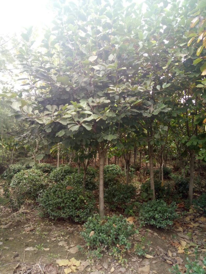 白玉兰8~10cm价格，红玉兰10-12公分直销基地