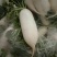 白萝卜2~2.5斤起