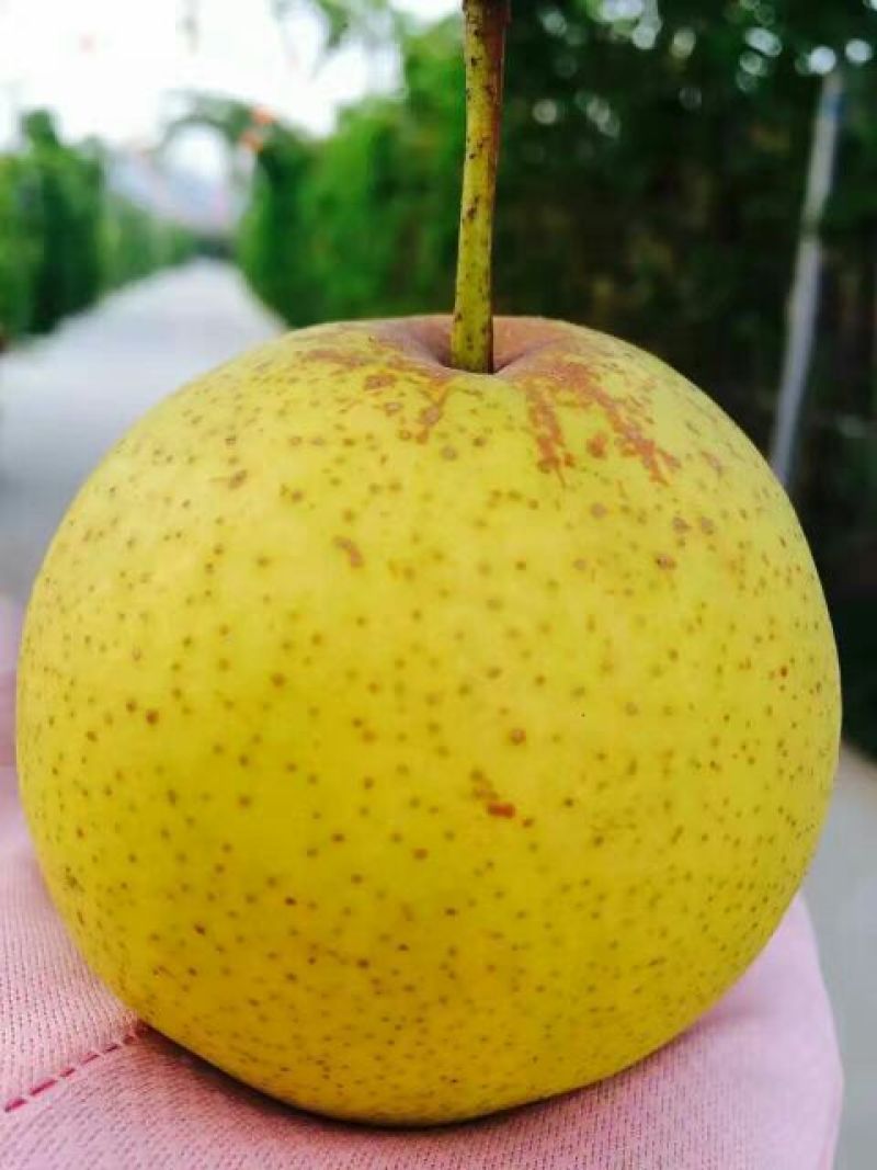 白梨150~200g光果