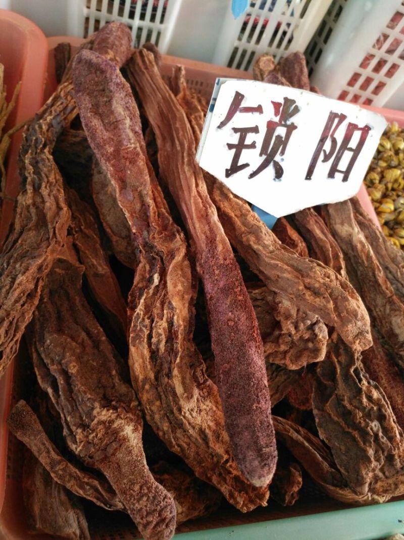 锁阳