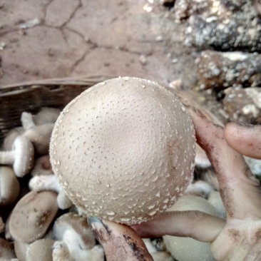 香菇菌棒56公分