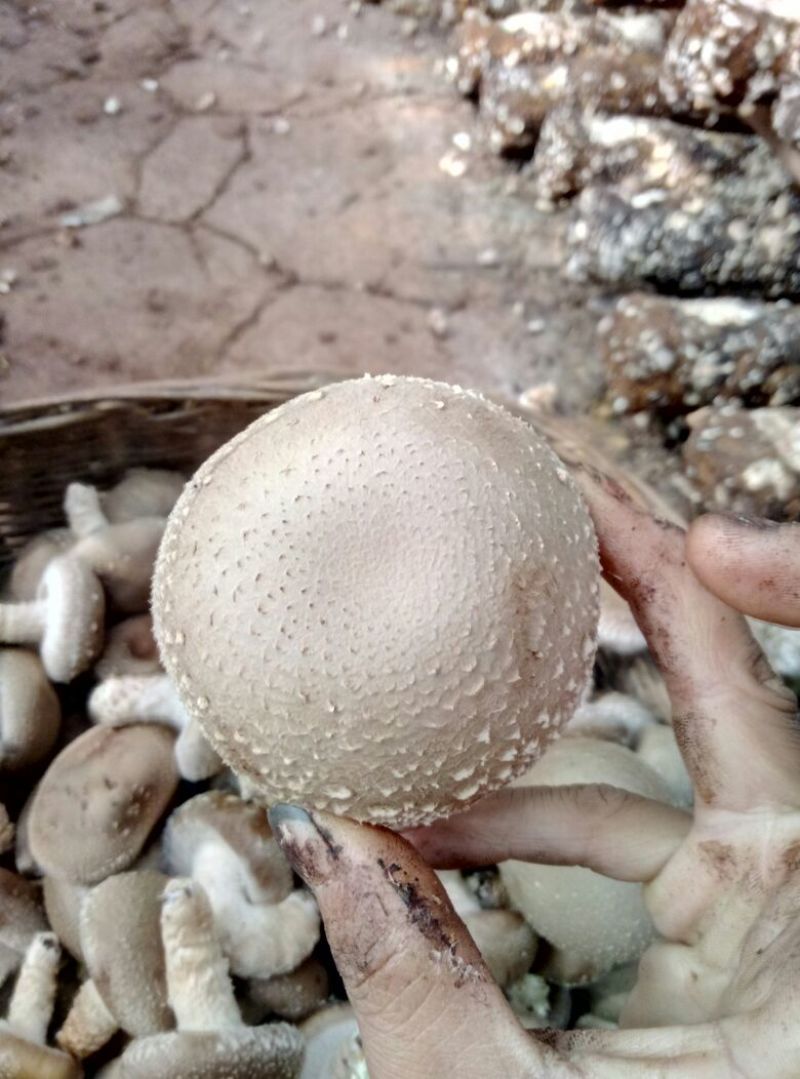 香菇菌棒56公分