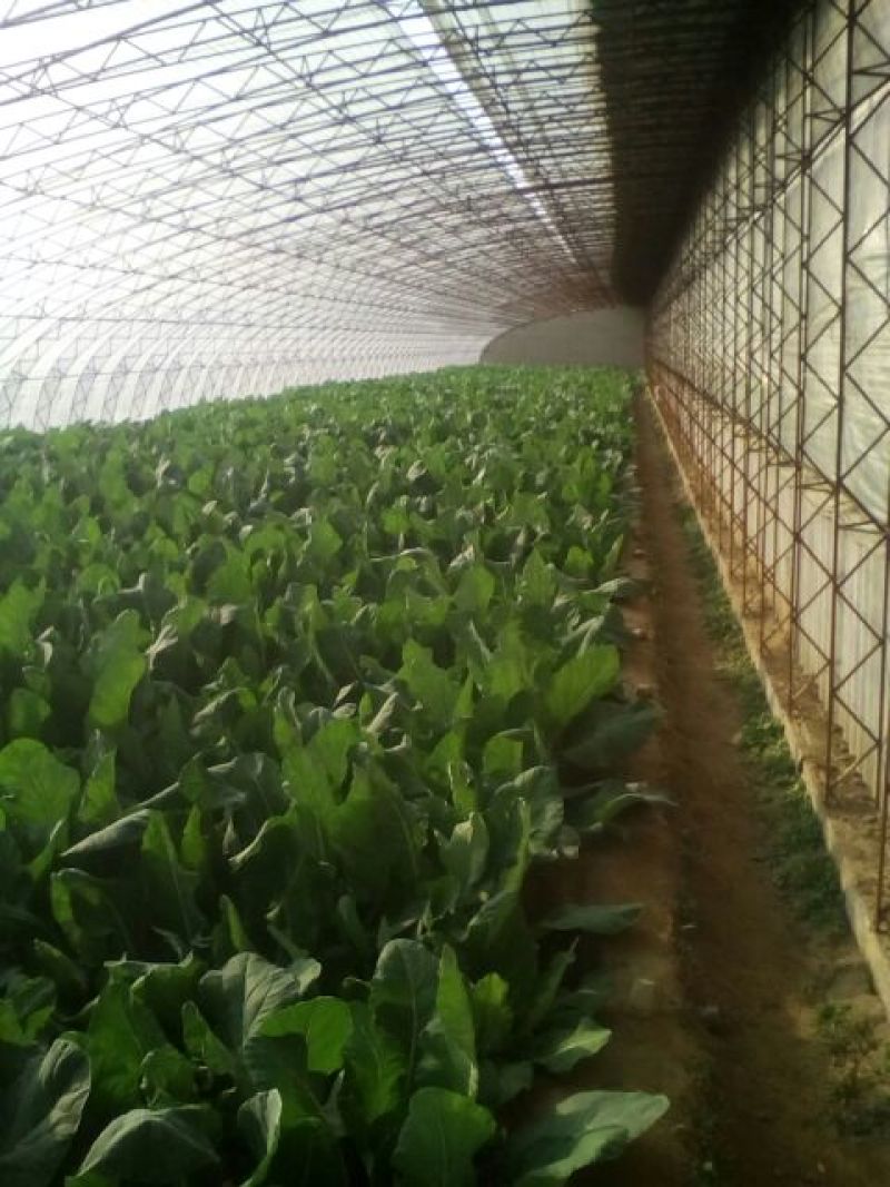 白花菜散装