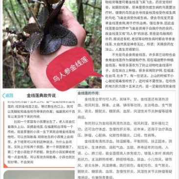金线莲